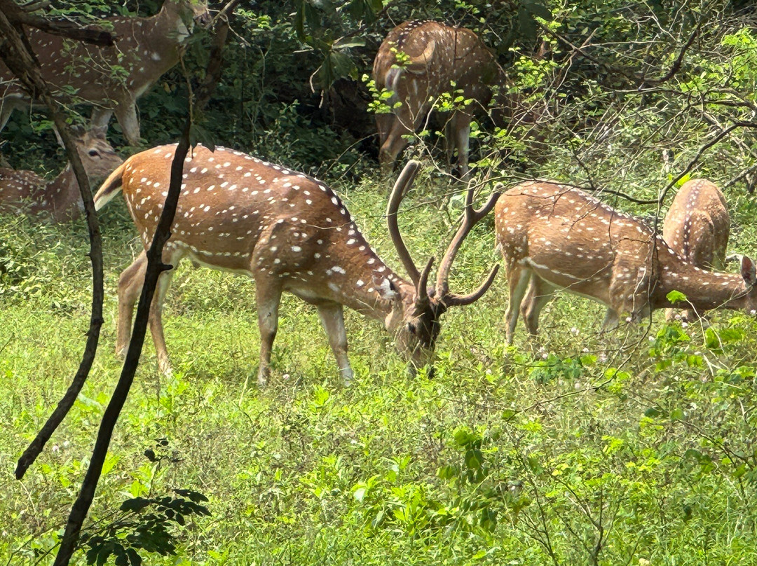 Yala Wild Gate Safari-Yala必去景点
