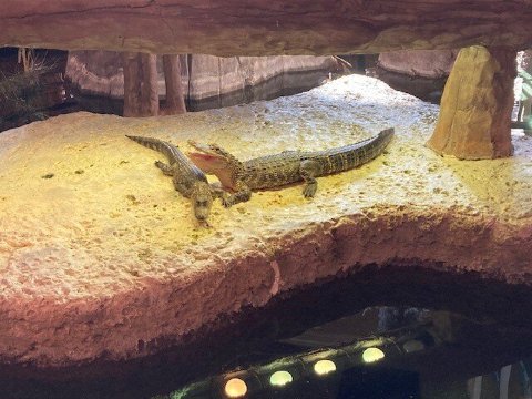 帕拉贡娱乐场度假村-浴室