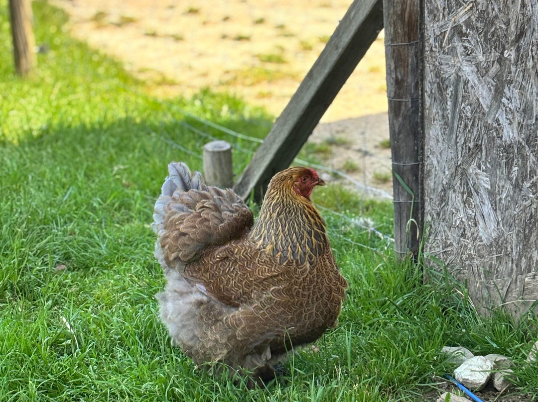 La Ferme D'idefix-Bagnols-en-Foret必去景点