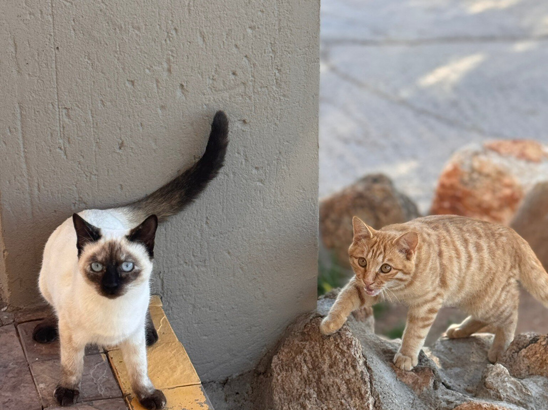 Springbok Inn by Country Hotels主图