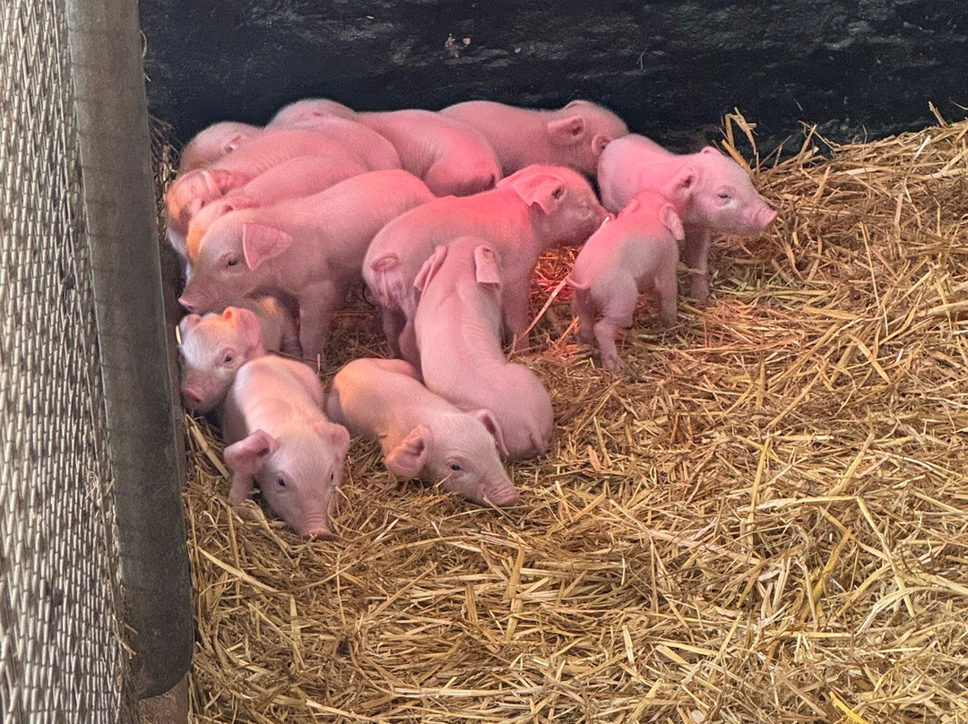 Croxteth Park Farm-利物浦必去景点