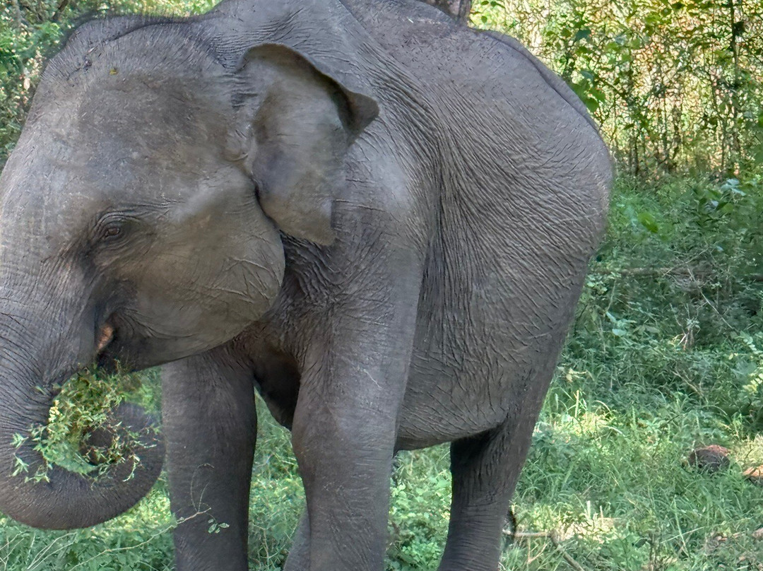 Nature Paradise Travels-科伦坡必去景点