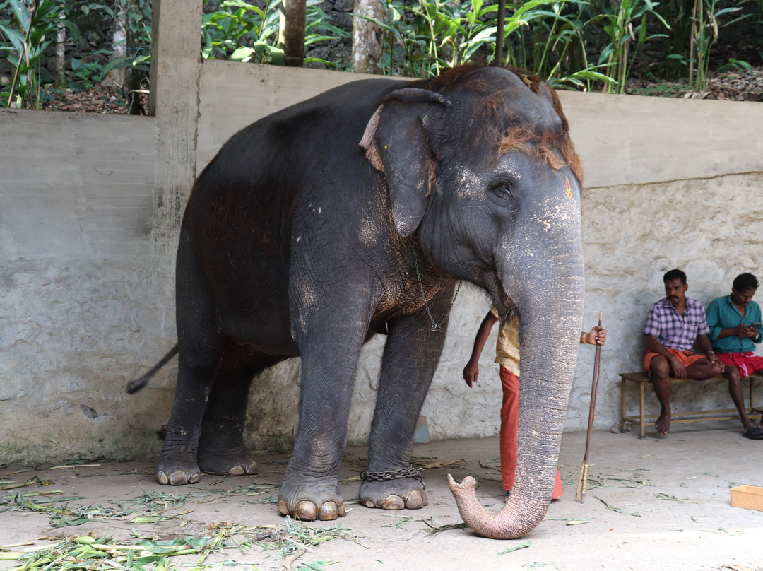 Kalpavanam Elephant Park-帖可迪必去景点