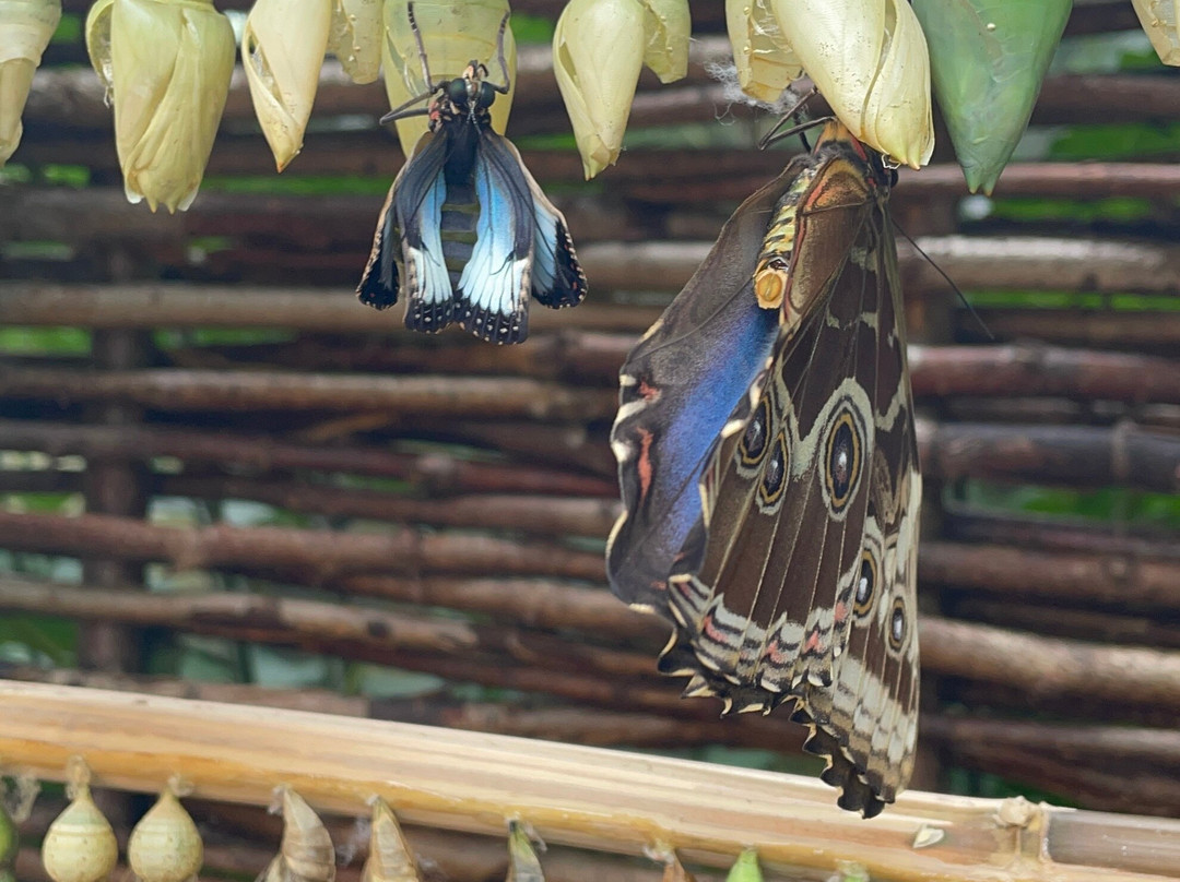 Buckfast Butterfly Farm And Dartmoor Otter Sanctuary-Buckfastleigh必去景点