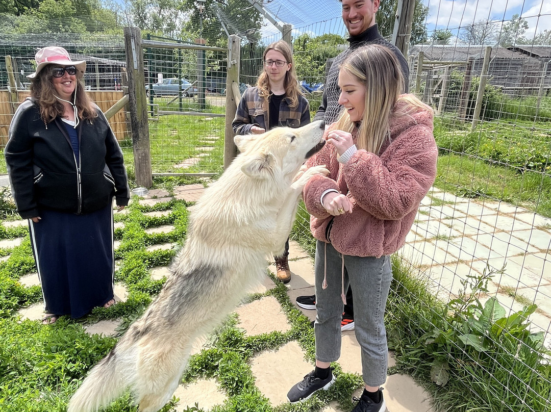 Watermill Wolves Wolf-dog Actors-Bexhill-on-Sea必去景点