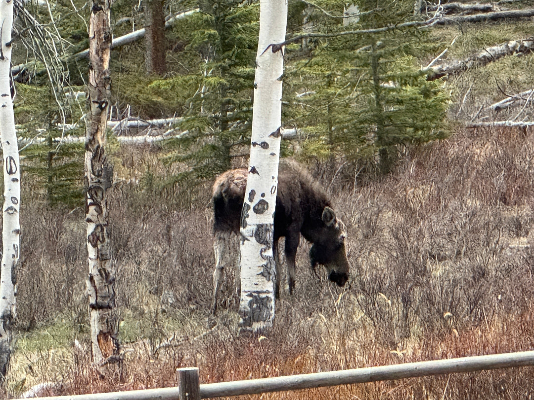 US Highway 16-布法罗必去景点