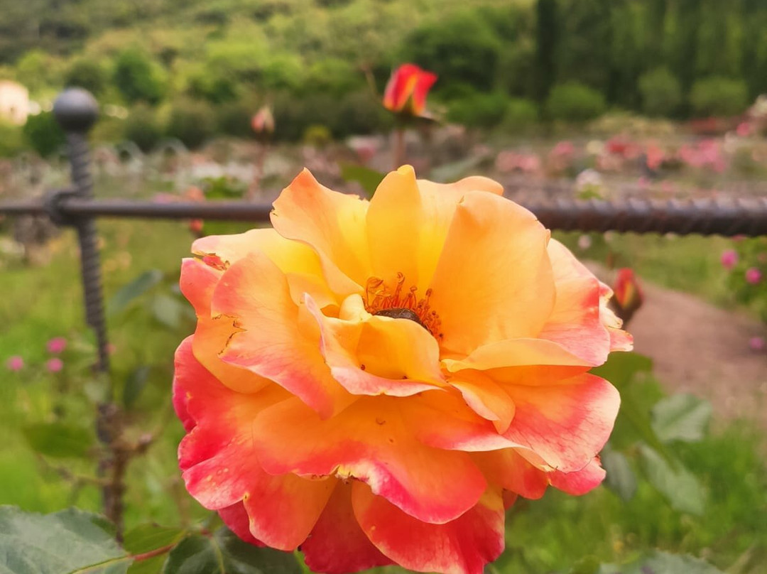 Roseto Vacunae Rosae景点图片