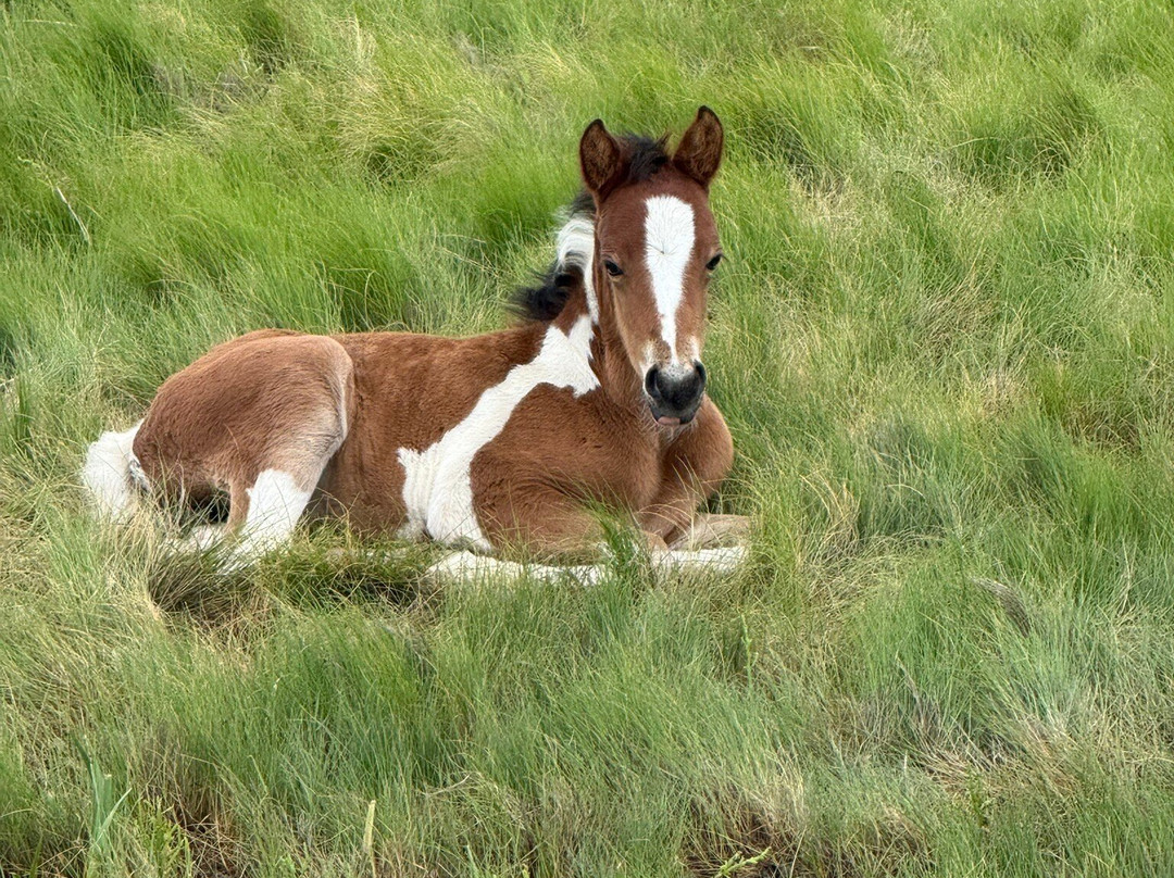 Up The Bay Pony Tours-钦科蒂格岛必去景点