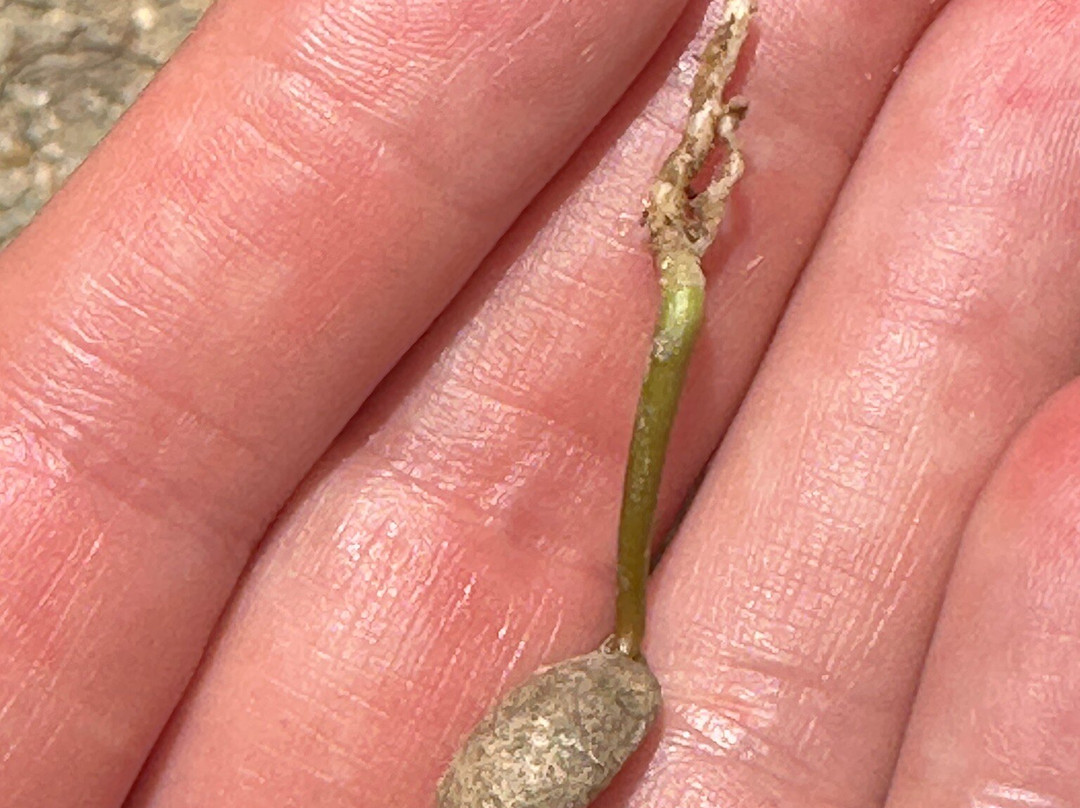 Sandra Farms Coffee-Adjuntas必去景点