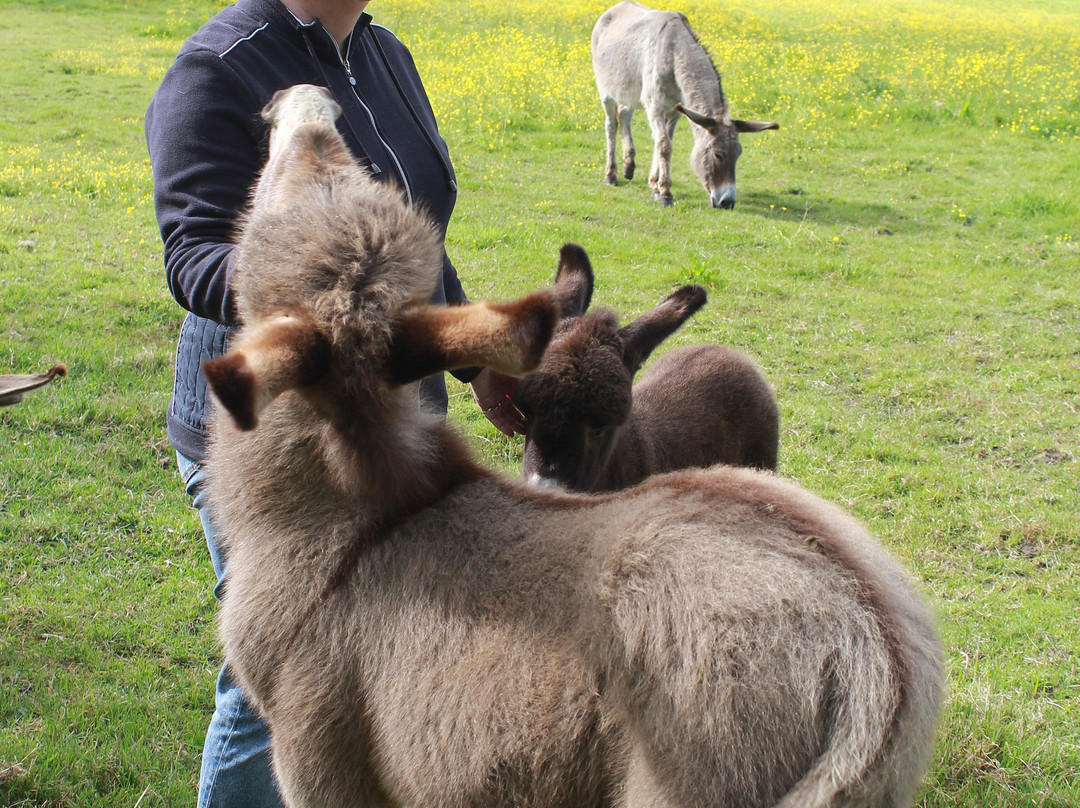 L'Asinérie de la Vioune-Hyds必去景点
