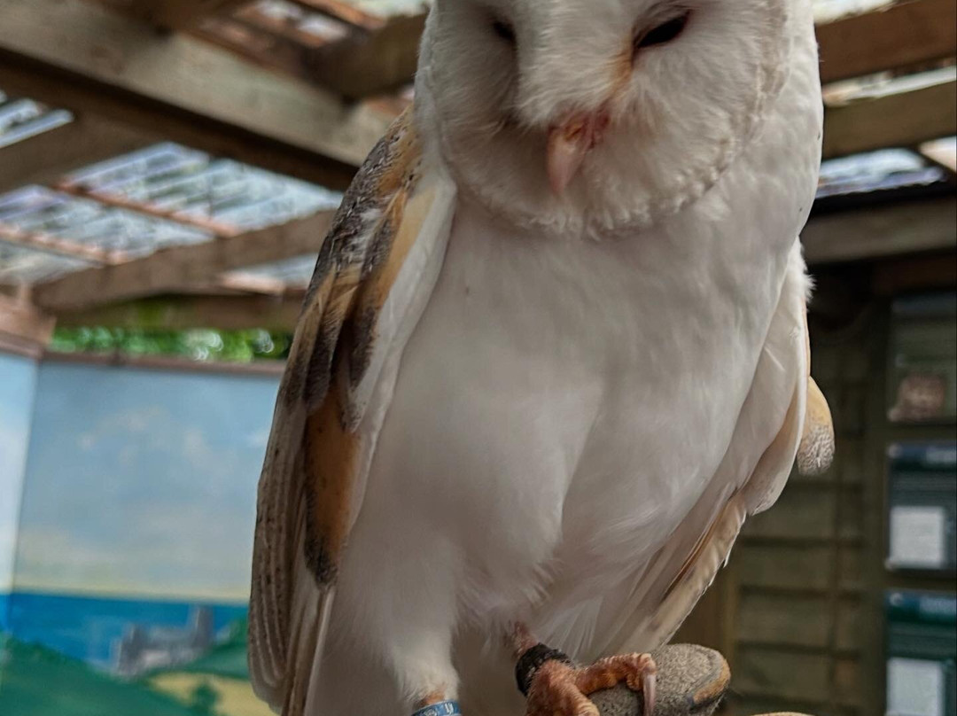 Totnes Rare Breeds Farm-托特尼斯必去景点