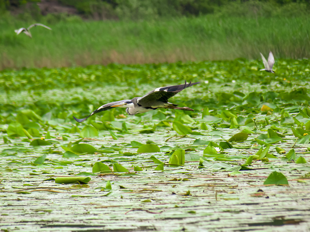 Skadar Lake Boat Tours "Sidro"-Rijeka Crnojevica必去景点