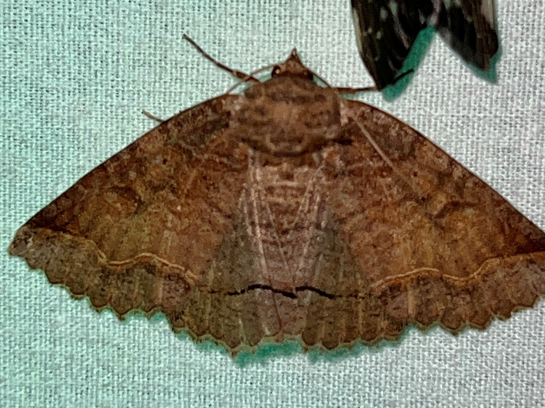 Butterfly Ridge Conservation Center-Rockbridge必去景点