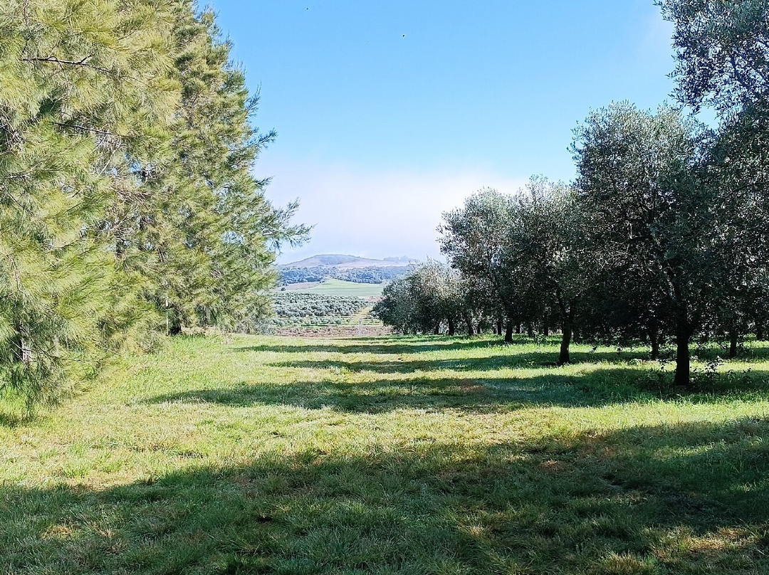 Azeites Ouro de Sant'Ana-Santana do Livramento必去景点