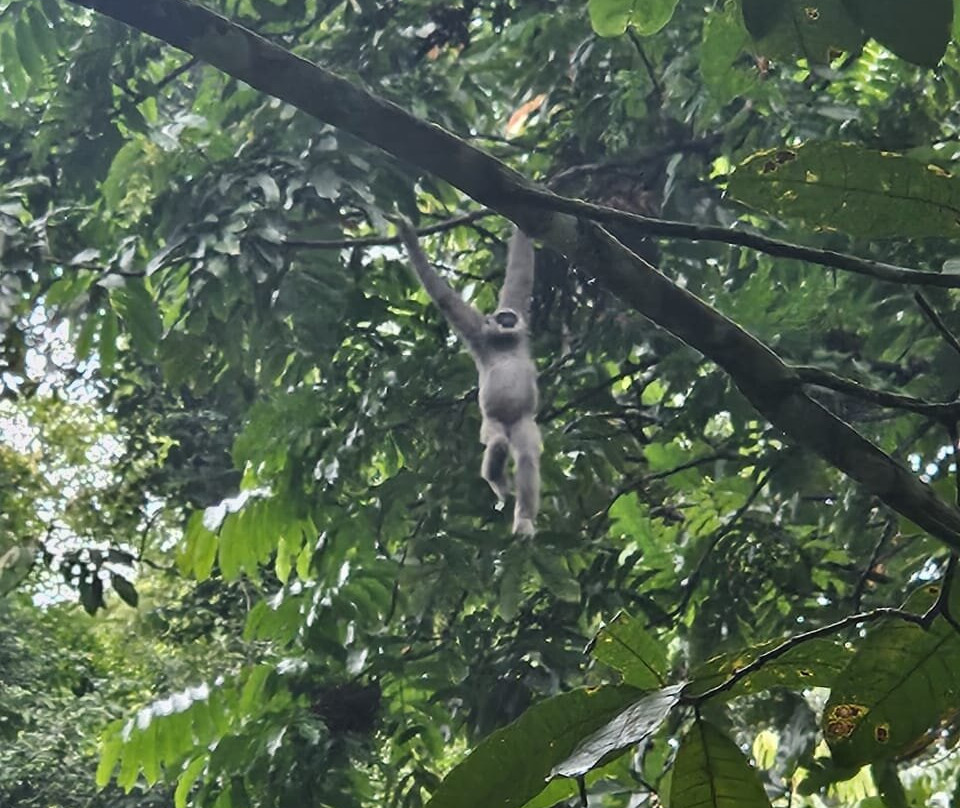 Ujung Kulon Ecotourism-Ujungjaya必去景点
