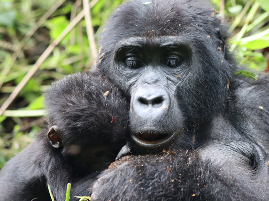 Primate Safari Experiences-坎帕拉必去景点