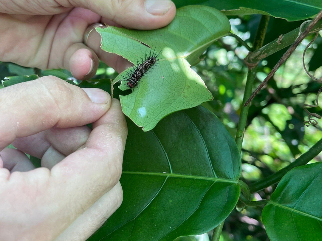 Royal Butterflies-哈科必去景点