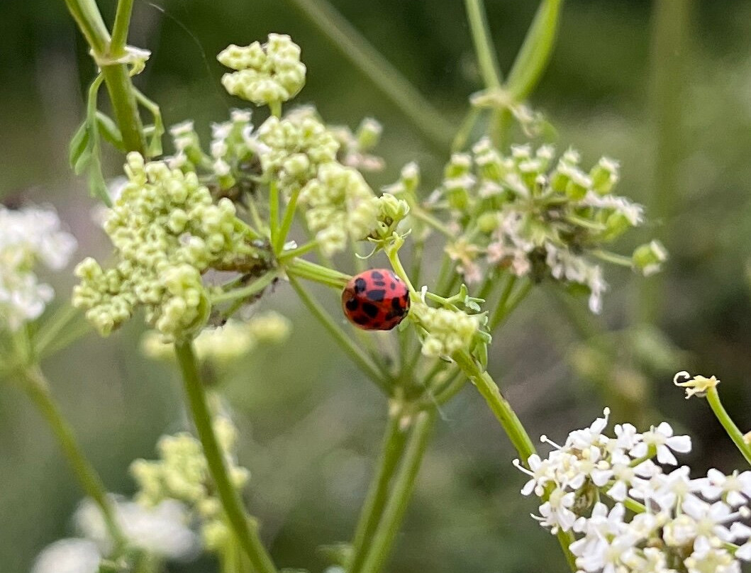Friends of Ford's Pond-Sutherlin必去景点