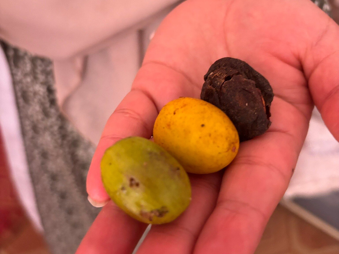 Cooperative Marjana (ARGAN OIL)-索维拉必去景点