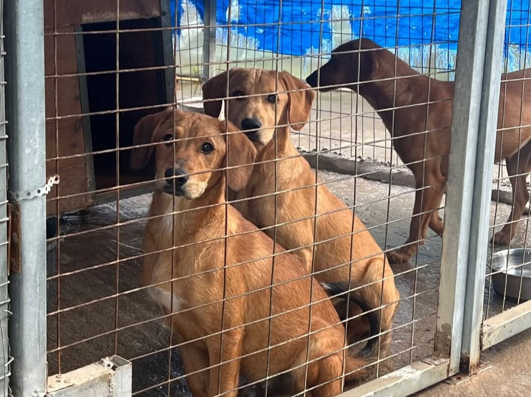Gouves Animal Shelter-古韦斯必去景点