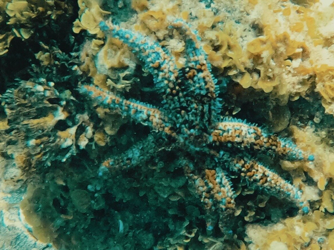 Tenerife Into The Blue - Dive In The Adventure-Abades必去景点