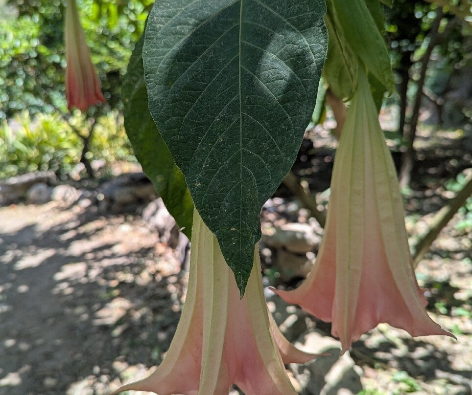 Botanical Park & Gardens of Crete-Omalos必去景点