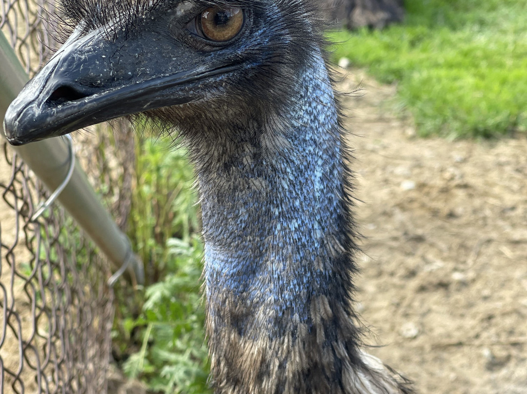 Centre de l'Émeu de Charlevoix-Saint Urbain必去景点