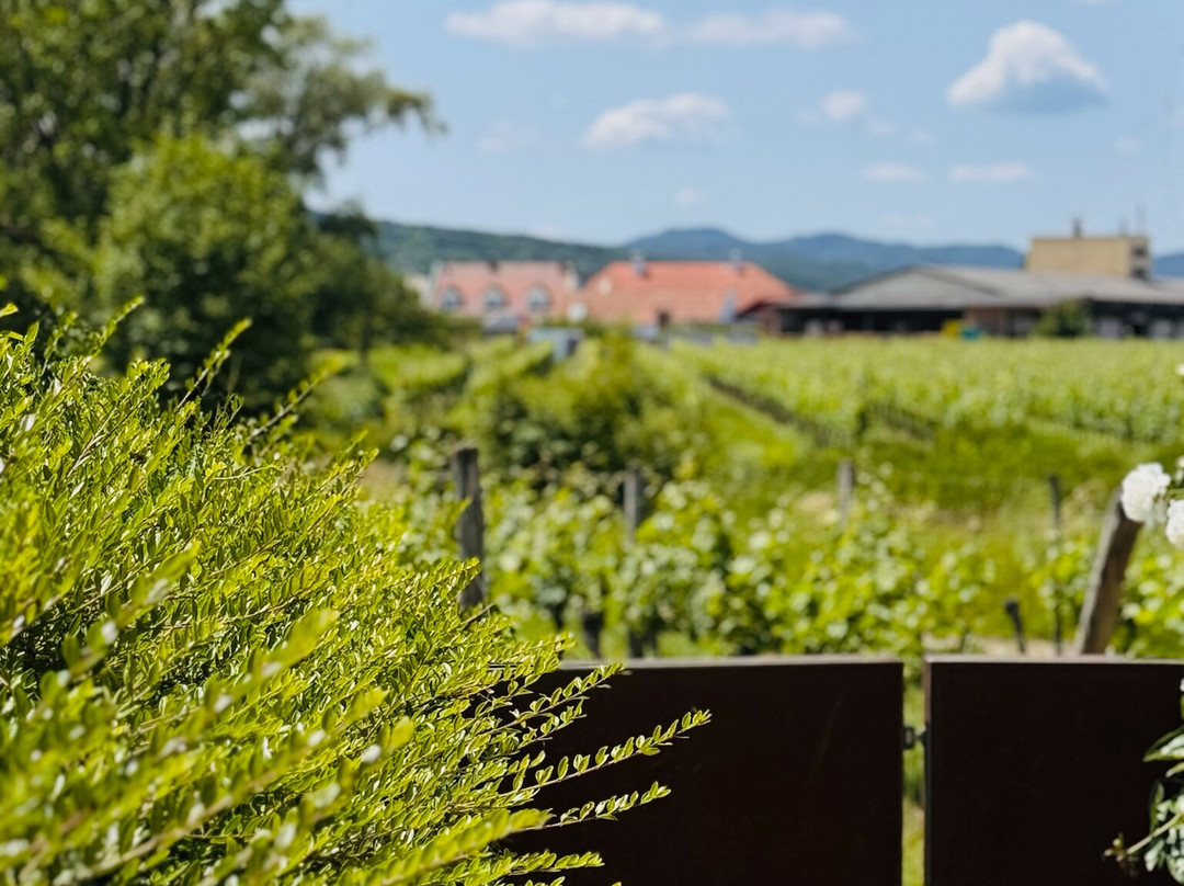 Malat Weingut und Hotel主图