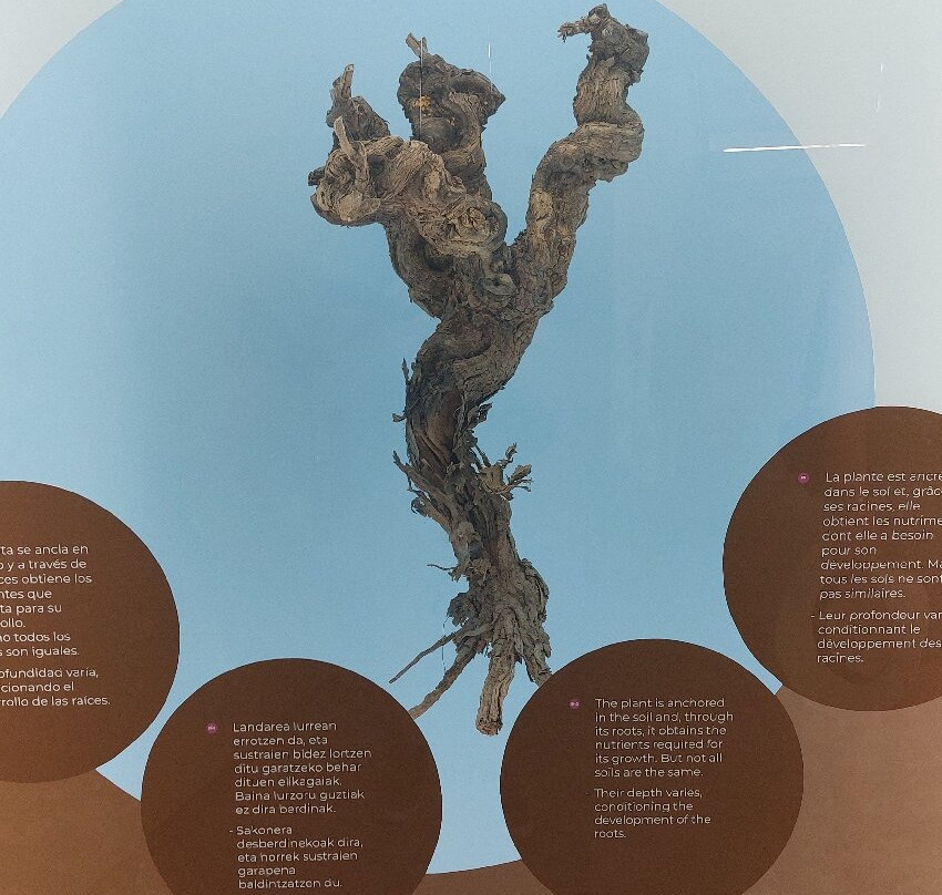 Museo del Vino-Olite必去景点