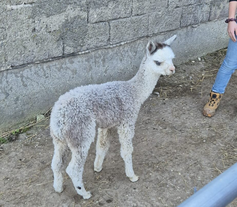 Bergtraum.Alpakas-克尔海姆必去景点