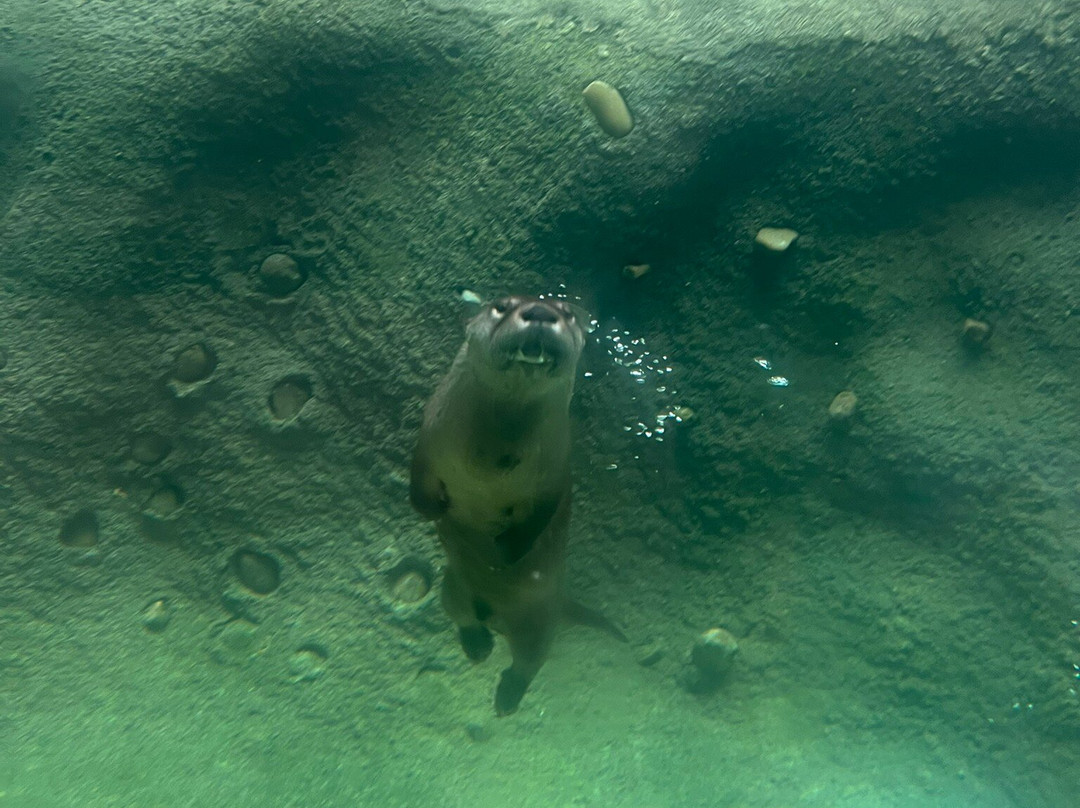 Lincoln Children's Zoo-林肯必去景点