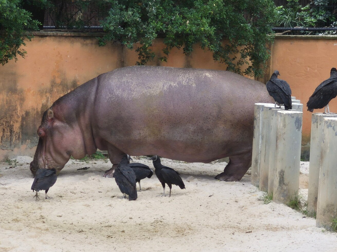 Parque Zoologico Municipal Quinzinho De Barros-索罗卡巴必去景点
