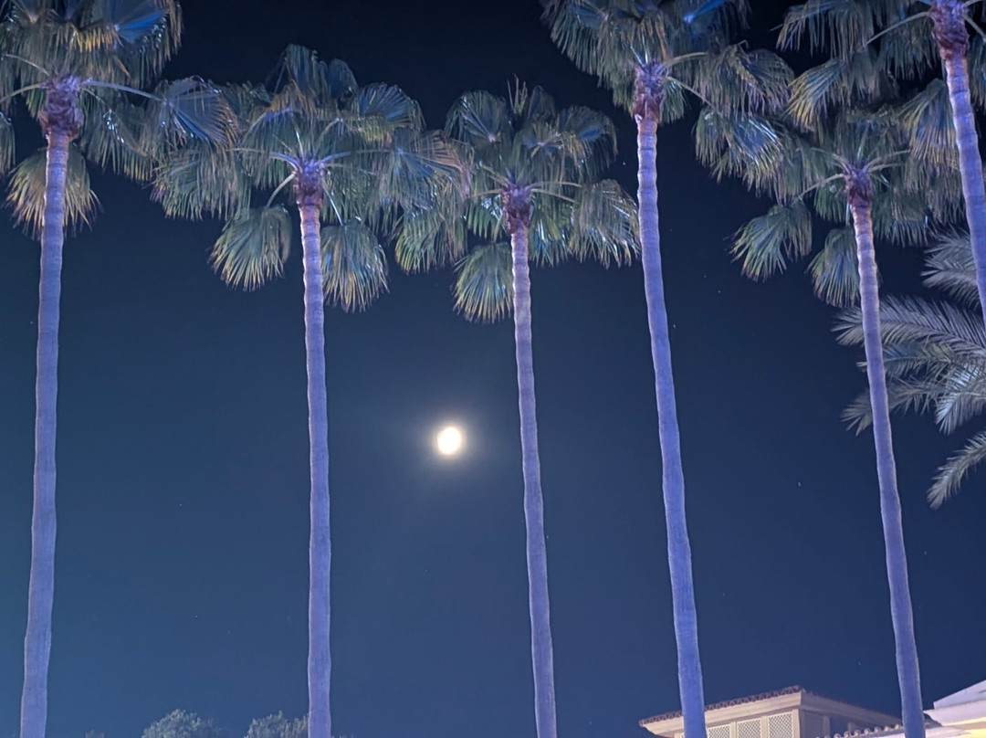 CM Mallorca Palace主图