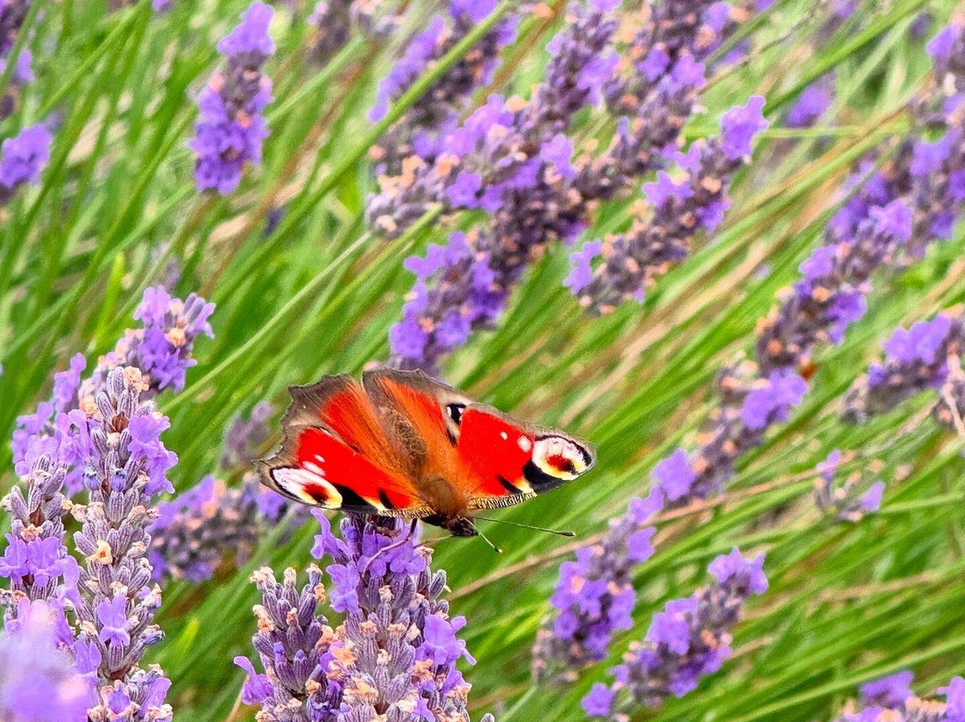Hitchin Lavender-Ickleford必去景点