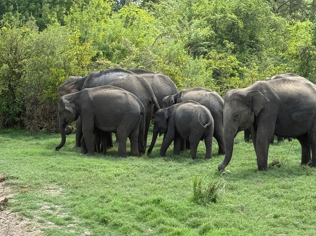 My Vacation at Lanka-Ratmalana必去景点