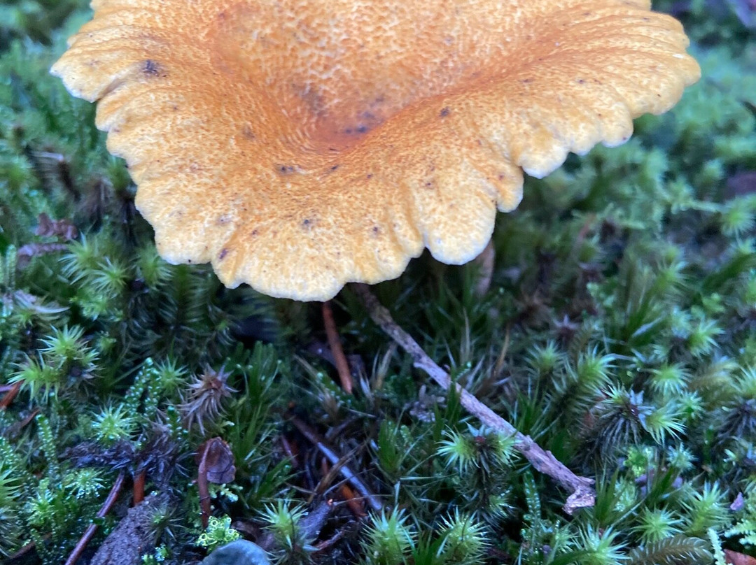 Cradle Mountain Signature Walk by Tasmanian Walking Company-Hagley必去景点