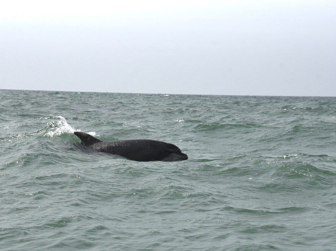 Dolphin Survey Boat Trips-纽基必去景点