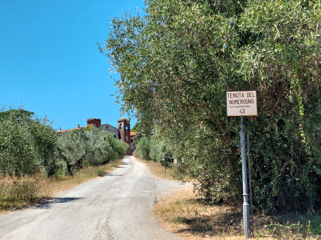 Tenuta Del Numero Uno - Fattoria Bicocchi-福洛尼卡必去景点