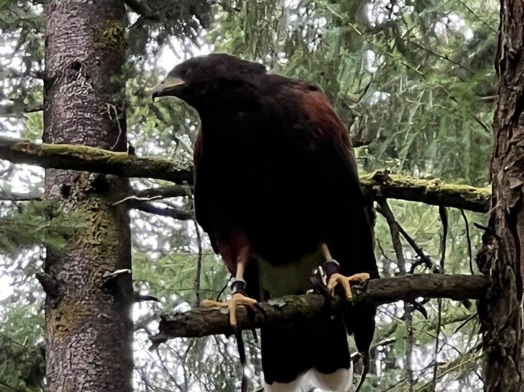 Hampshire Hawk Walks-Alton必去景点