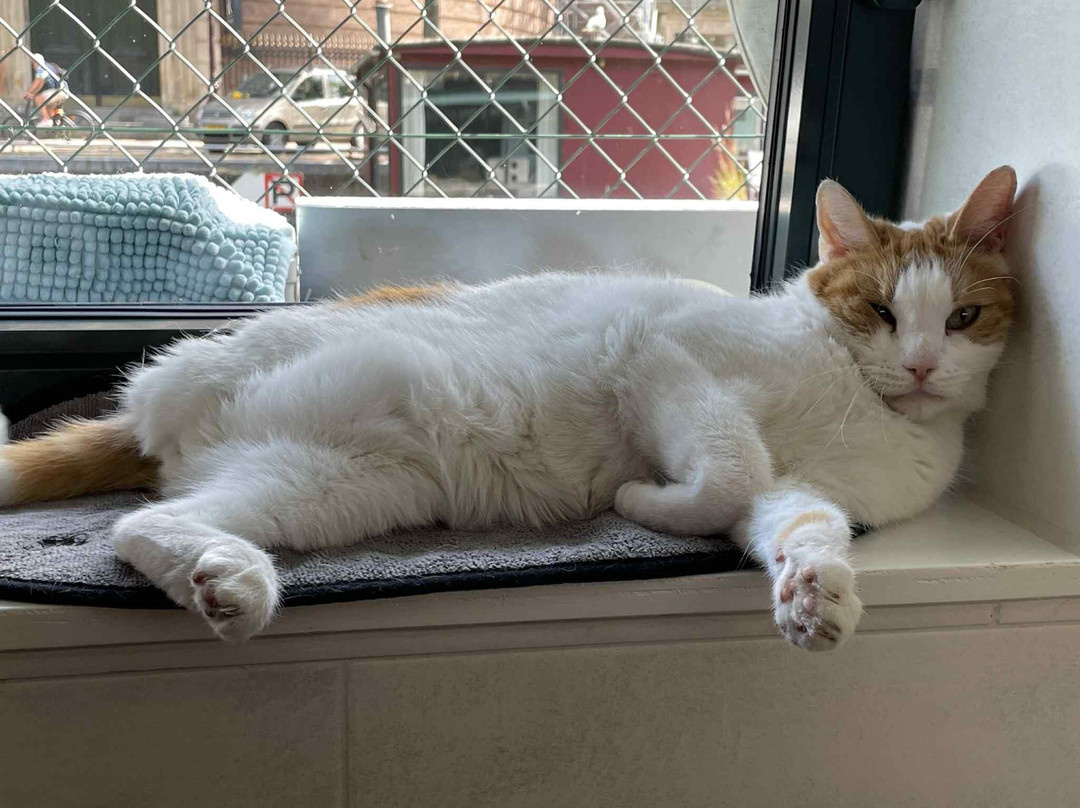 De Poezenboot-阿姆斯特丹必去景点