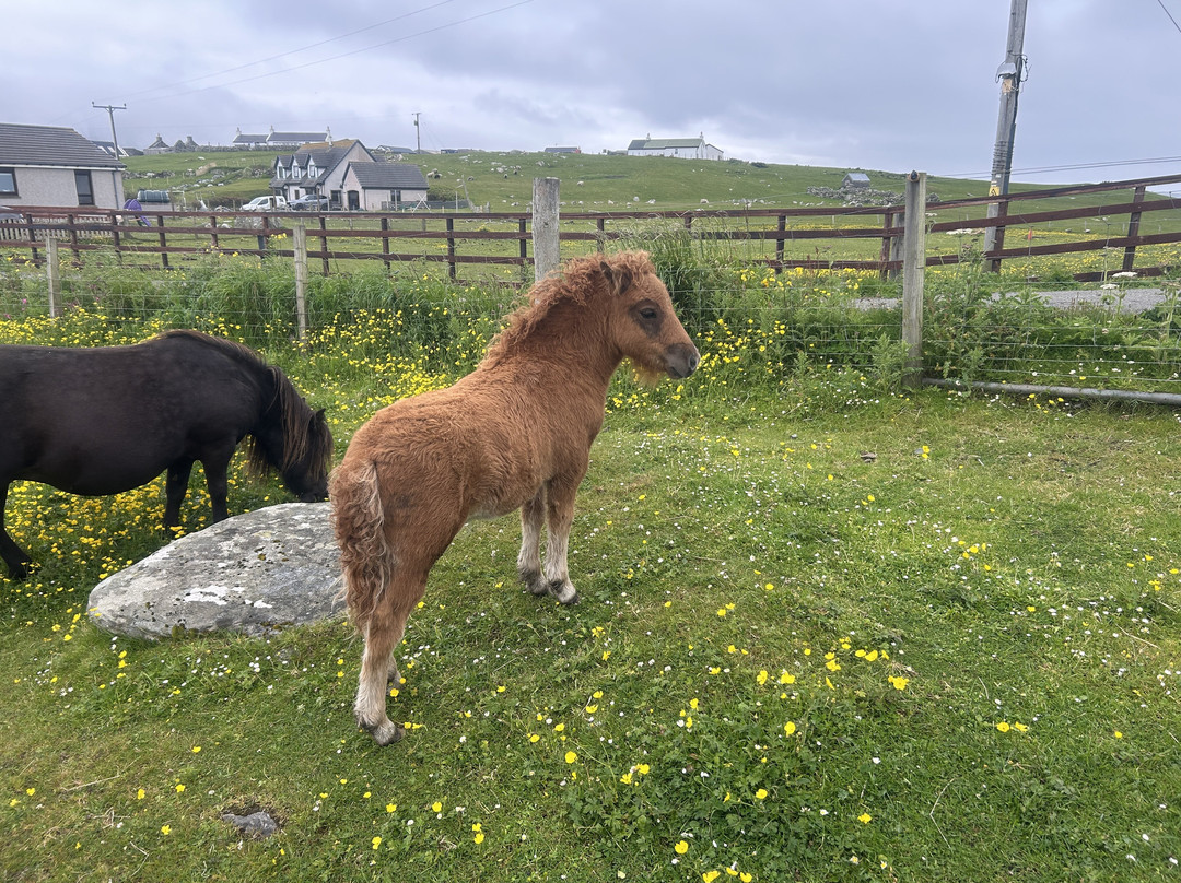 The Shetland Pony Experience-Papil必去景点