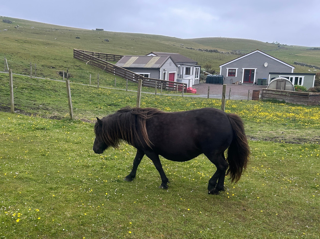 The Shetland Pony Experience-Papil必去景点