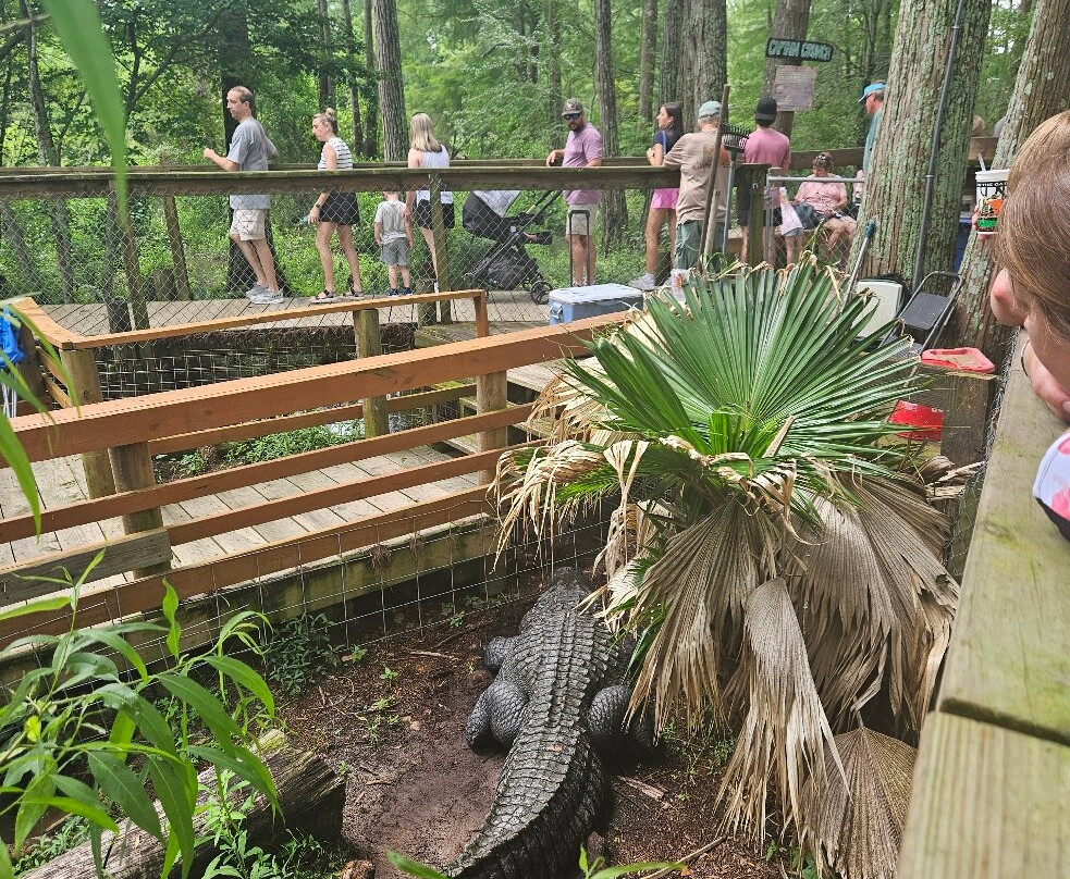 Alligator Alley-Summerdale必去景点