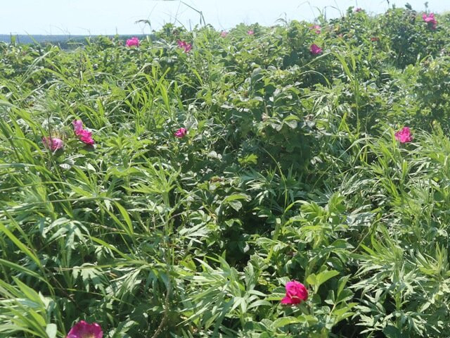 Fujinienchi Park-利尻富士町必去景点