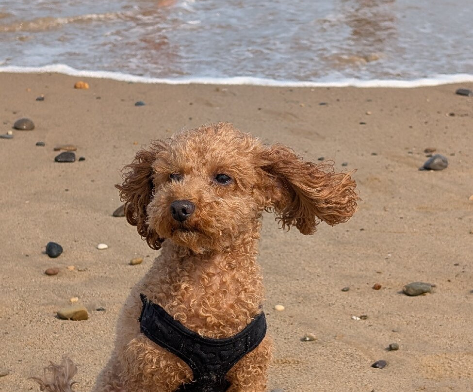 Barmston Beach-Barmston必去景点