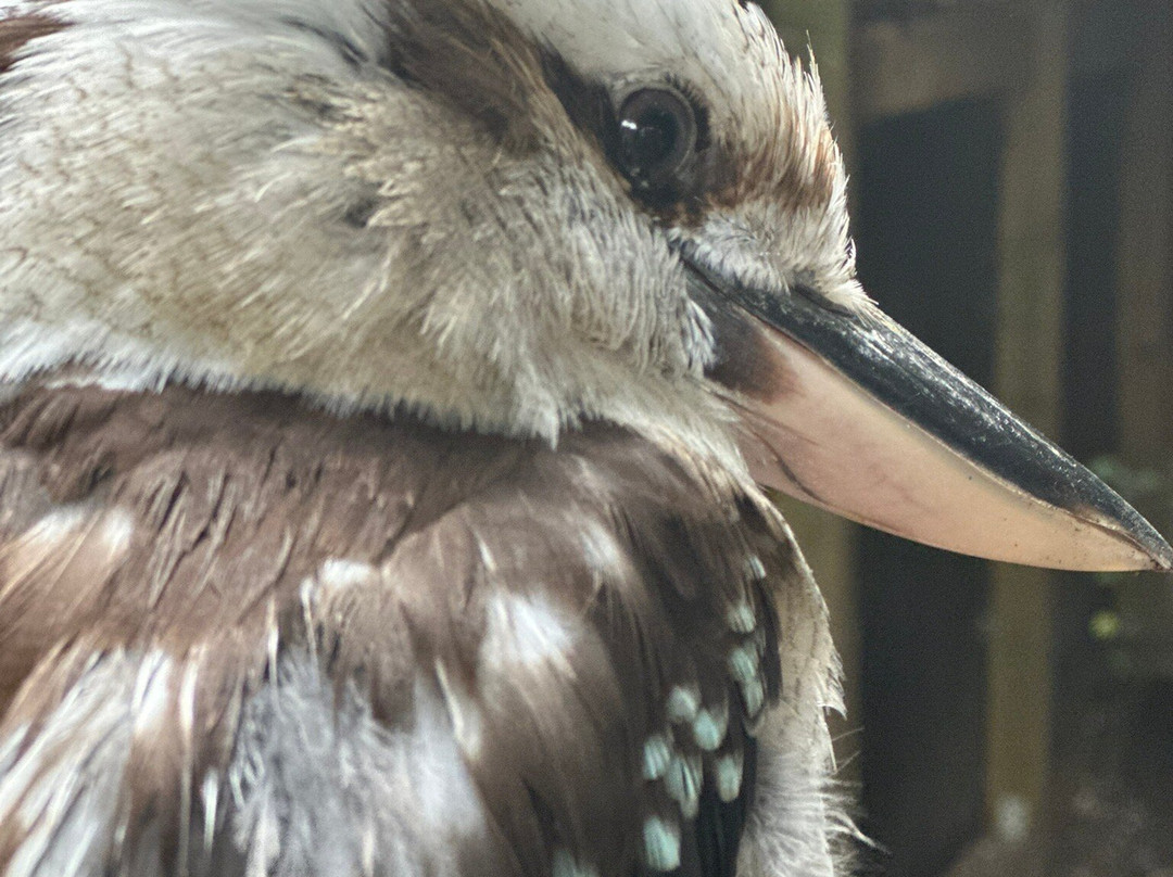 Pangea Park-Bjaeverskov必去景点