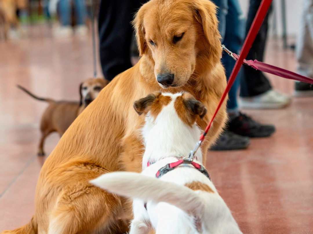 The Dog Show-蒙蒂基亚里必去景点