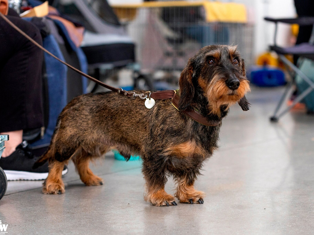 The Dog Show-蒙蒂基亚里必去景点