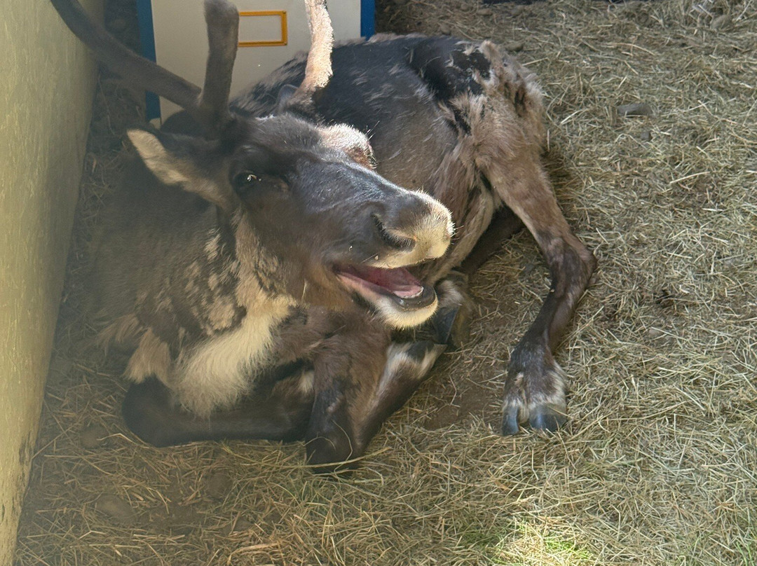 Reindeer Park / Hreindýragarðurinn-Fellabaer必去景点