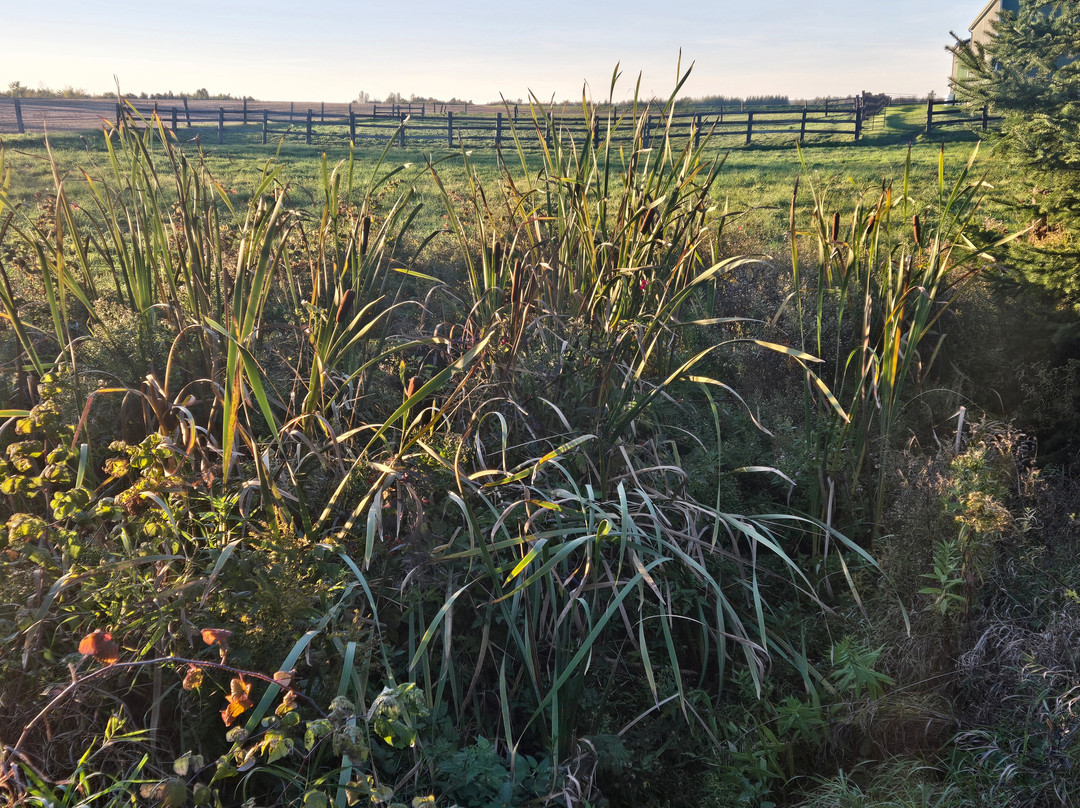 Downtown Elora-伊劳拉必去景点